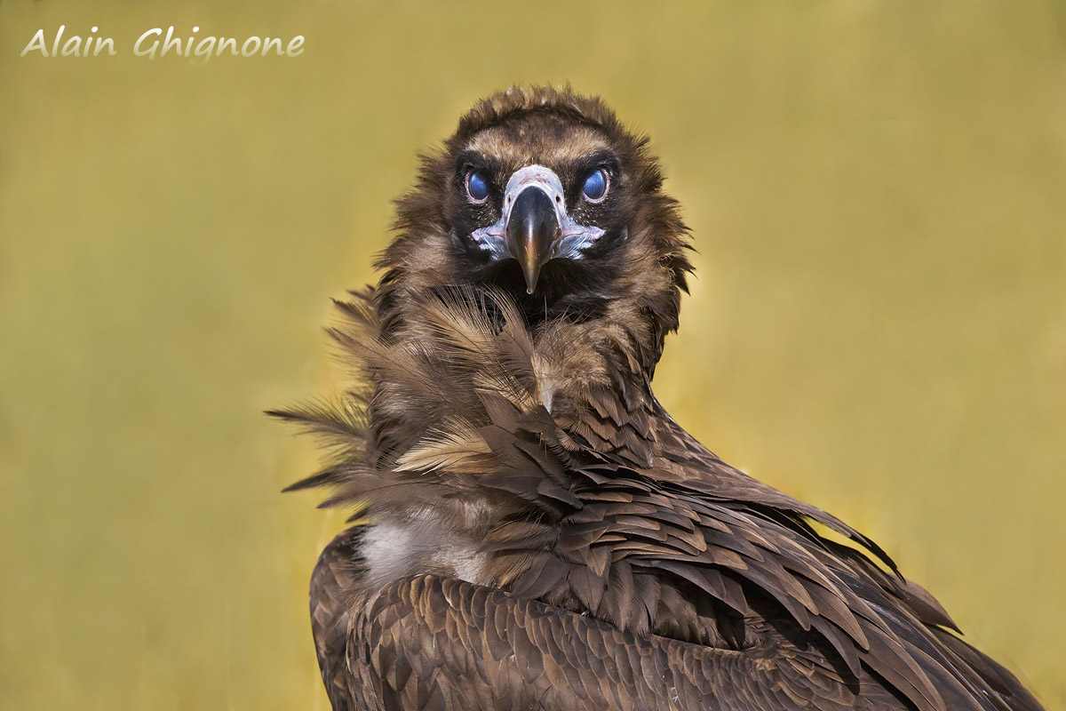 3 diversi avvoltoi...